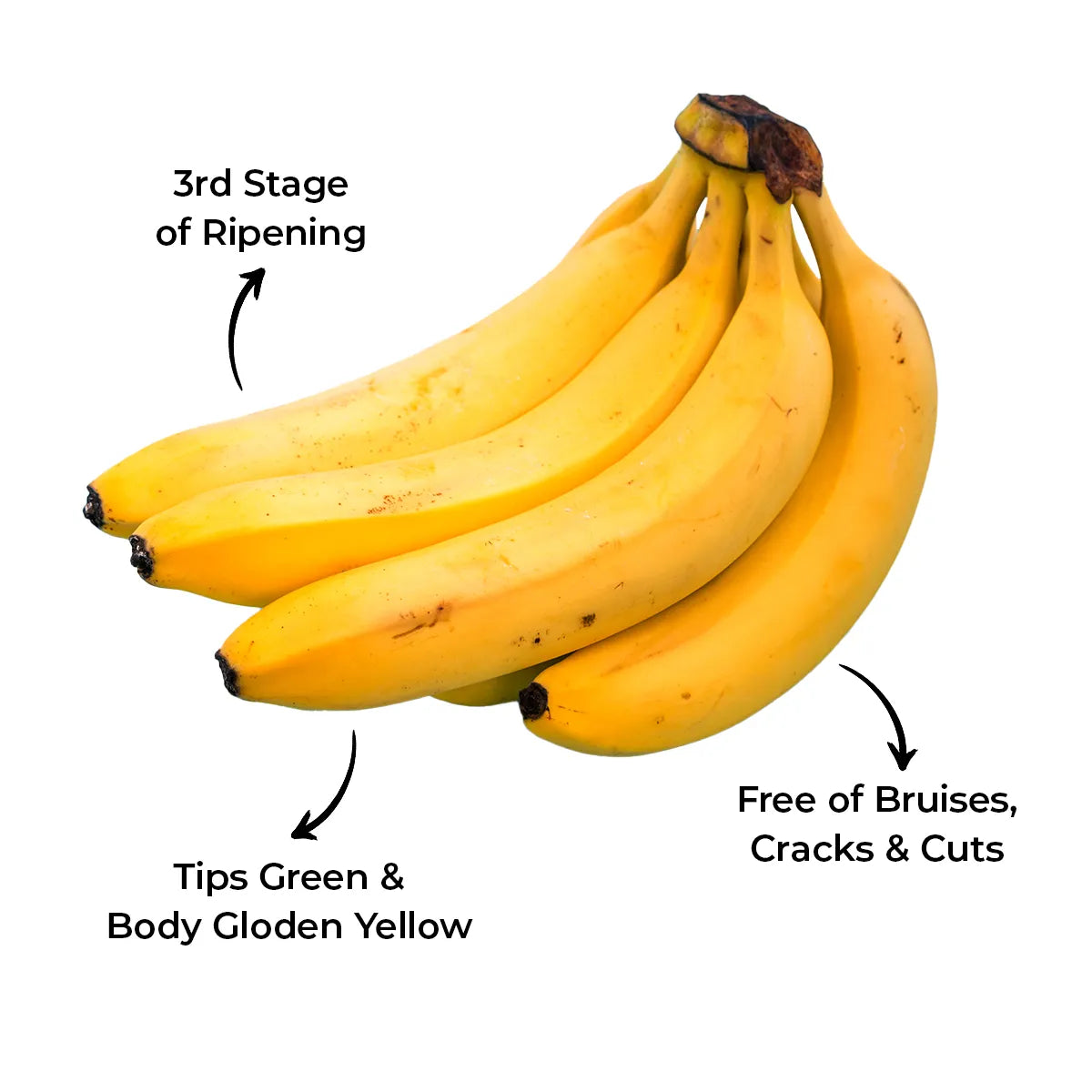 Banana Robusta