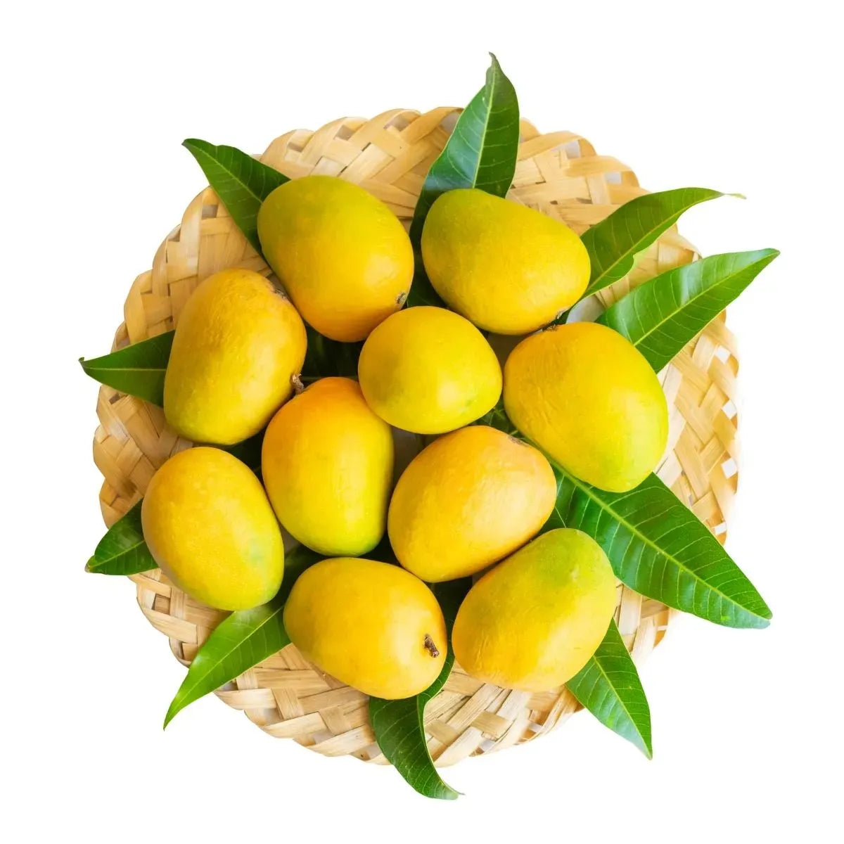 Mango Alphonso (Medium)