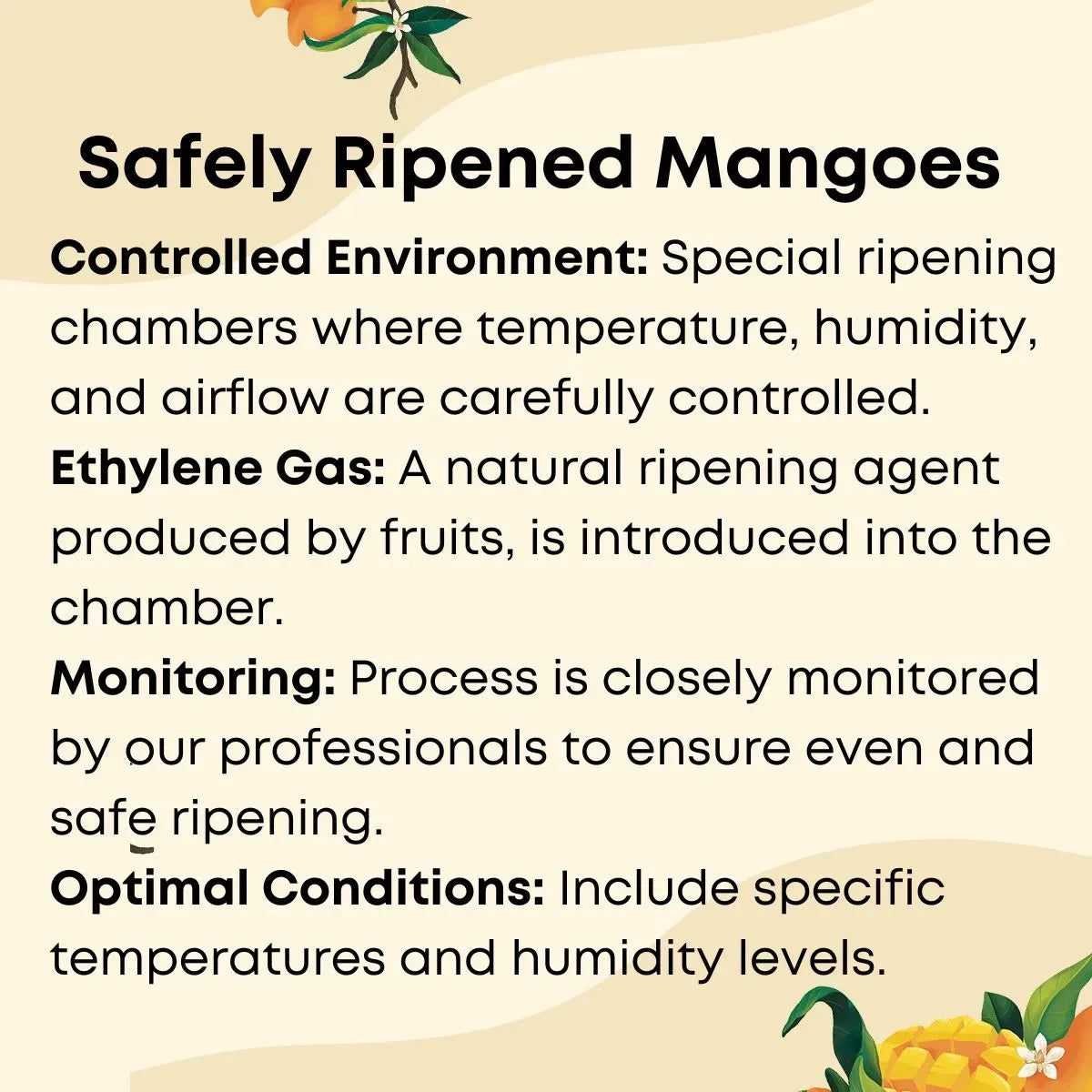 Mango Badami (Medium)