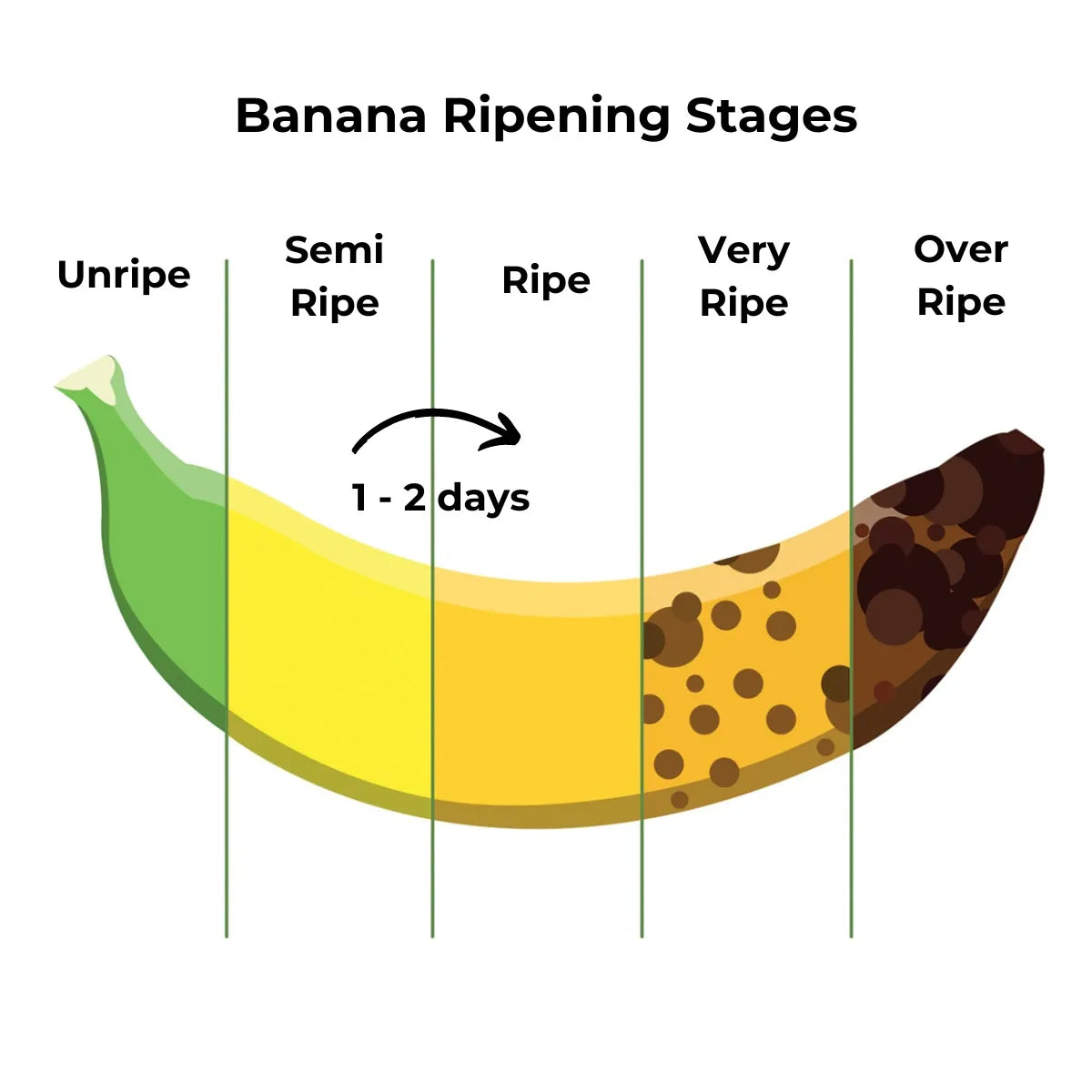 Banana Yelakki
