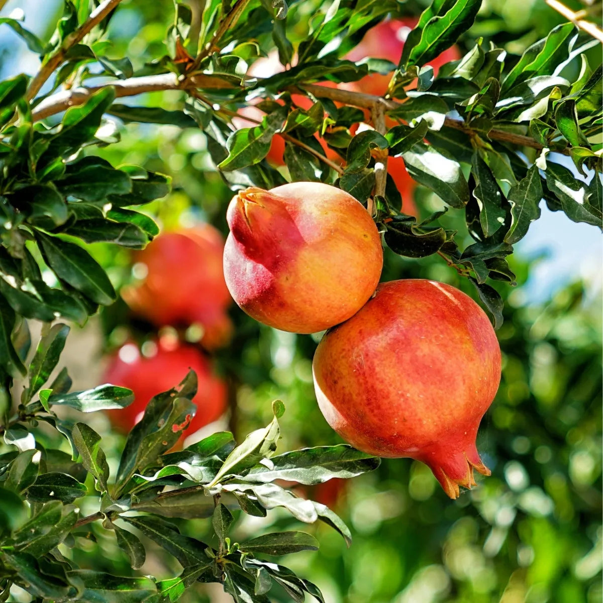 Pomegranate Premium