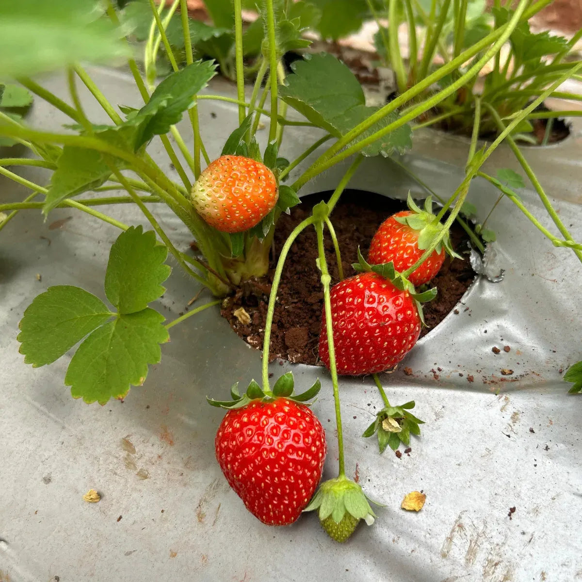 Premium Strawberry - 200g