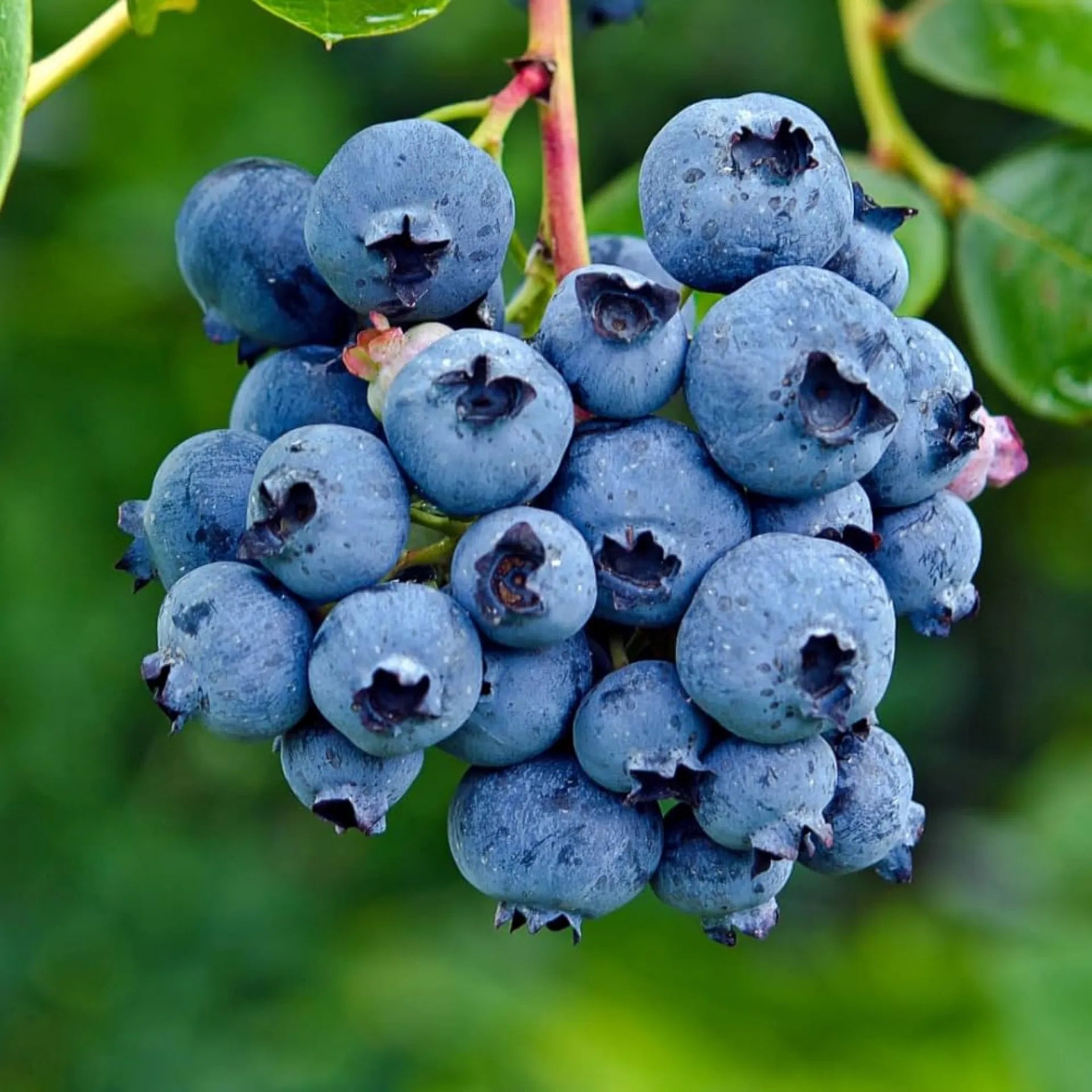 Blueberry Premium [Imported]