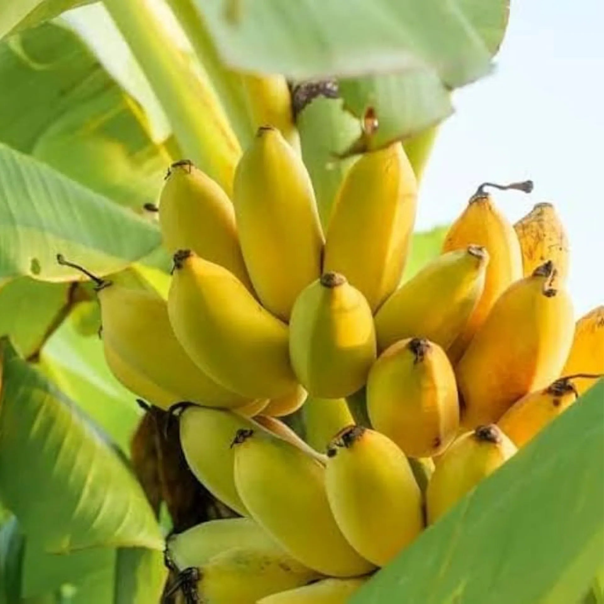 Banana Yelakki