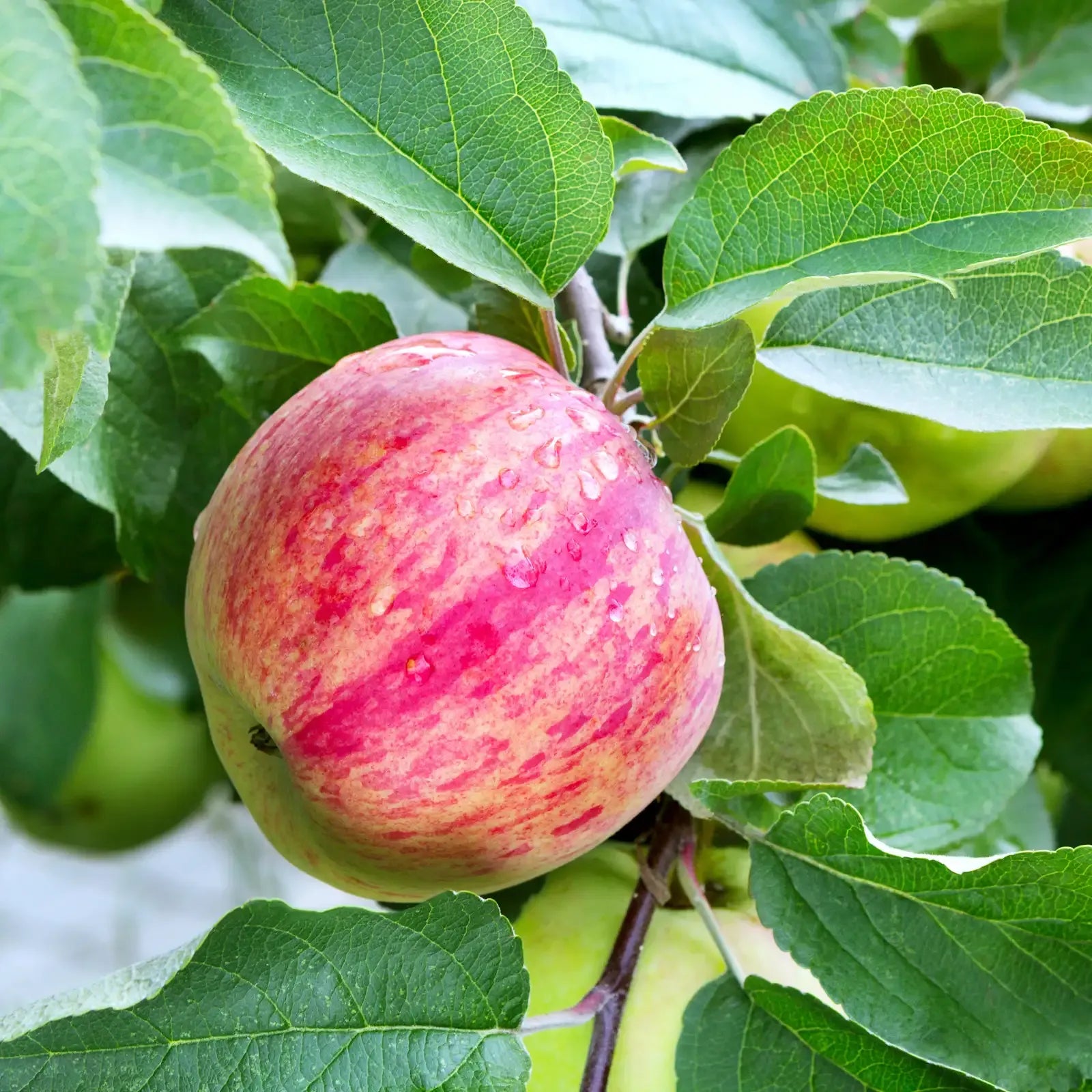 Regular Apple Royal Gala [Imported]