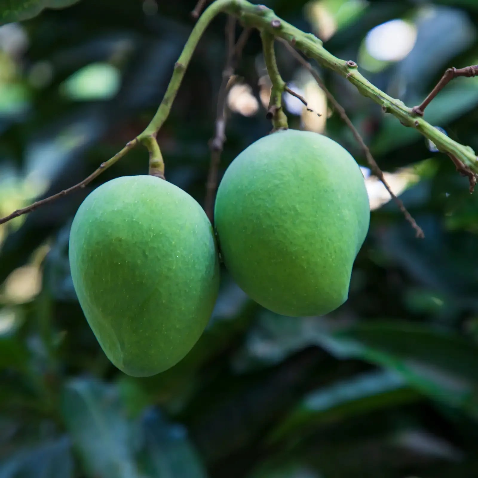 Mango Raw
