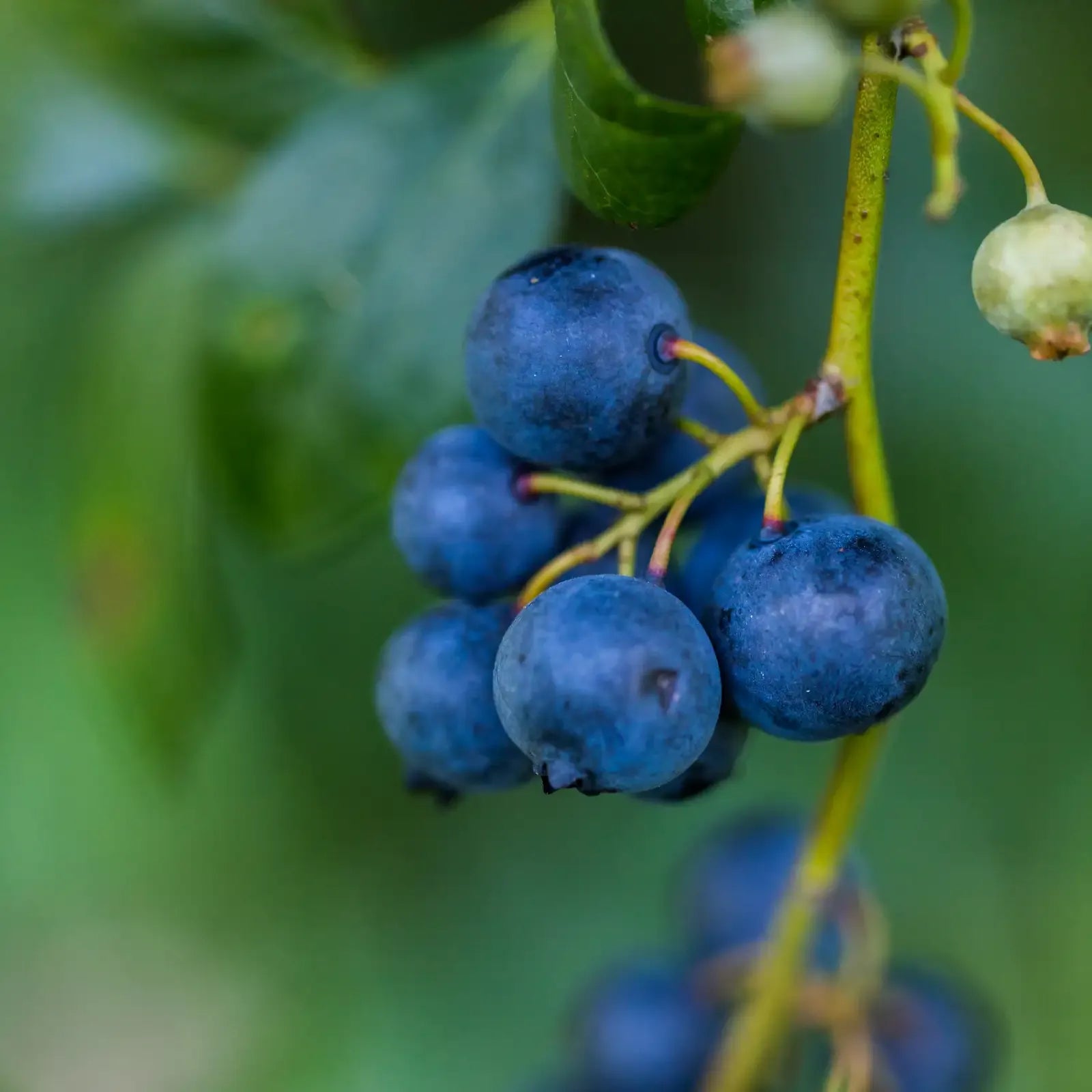 Blueberry (Indian)